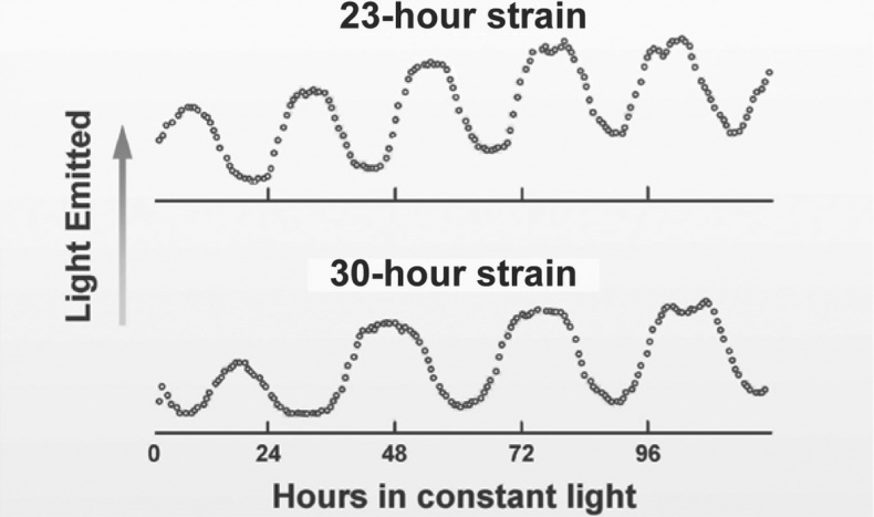 Иллюстрация к книге — Мозг – повелитель времени [i_007.jpg]