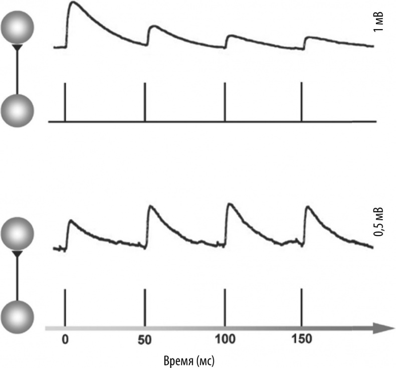 Иллюстрация к книге — Мозг – повелитель времени [i_014.jpg]