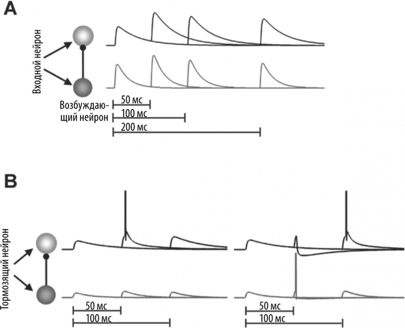 Иллюстрация к книге — Мозг – повелитель времени [i_015.jpg]
