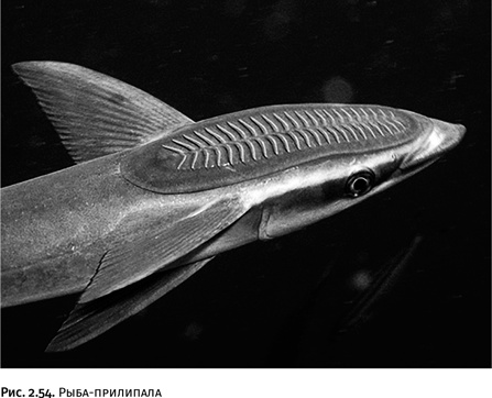 Иллюстрация к книге — Карнавал молекул [i_139.jpg]