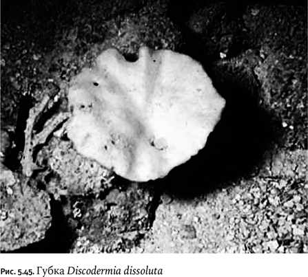 Иллюстрация к книге — Карнавал молекул [i_266.jpg]