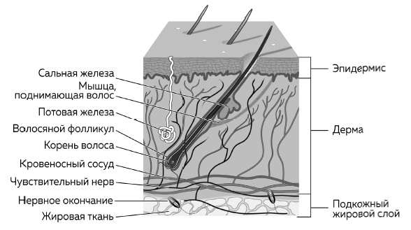 Иллюстрация к книге — Библия ухода за кожей. Все, о чем вы хотели спросить своего косметолога [i_001.jpg]