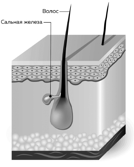 Иллюстрация к книге — Библия ухода за кожей. Все, о чем вы хотели спросить своего косметолога [i_002.jpg]