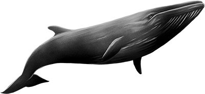 Иллюстрация к книге — Песня для кита [i_001.jpg]