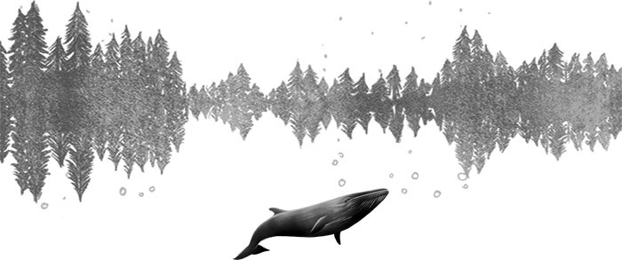 Иллюстрация к книге — Песня для кита [i_006.jpg]