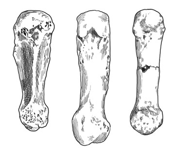 Иллюстрация к книге — Почти человек [i_012.jpg]