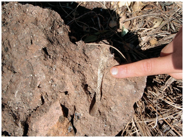 Иллюстрация к книге — Почти человек [i_020.jpg]