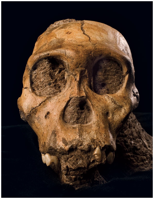 Иллюстрация к книге — Почти человек [i_032.jpg]