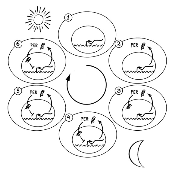 Иллюстрация к книге — Красивое долголетие [i_011.jpg]