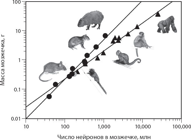 Иллюстрация к книге — Мозг. Такой ли он особенный? [_16.jpg]