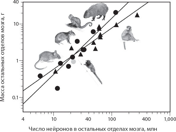 Иллюстрация к книге — Мозг. Такой ли он особенный? [_17.jpg]