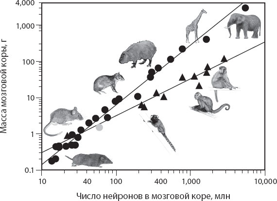 Иллюстрация к книге — Мозг. Такой ли он особенный? [_19.jpg]