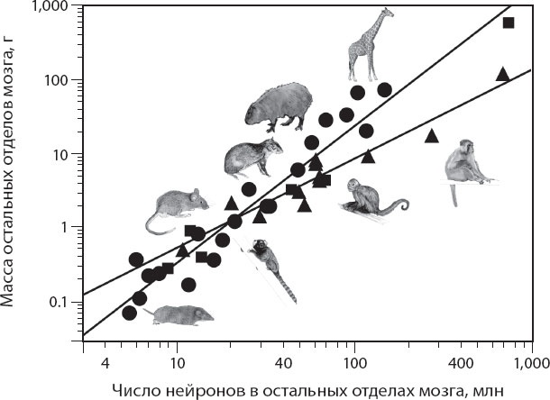 Иллюстрация к книге — Мозг. Такой ли он особенный? [_23.jpg]
