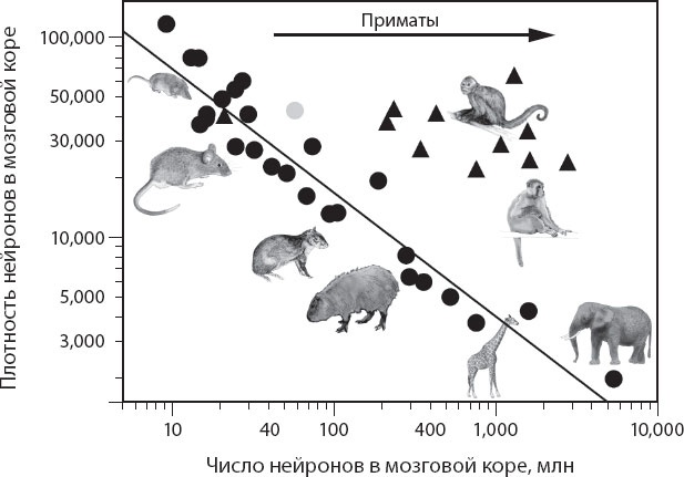 Иллюстрация к книге — Мозг. Такой ли он особенный? [_24.jpg]