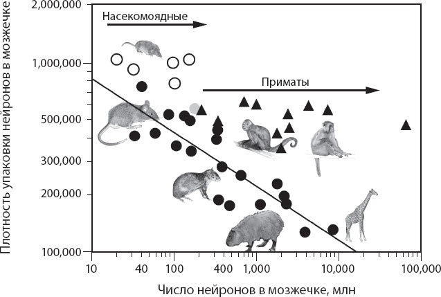 Иллюстрация к книге — Мозг. Такой ли он особенный? [_25.jpg]