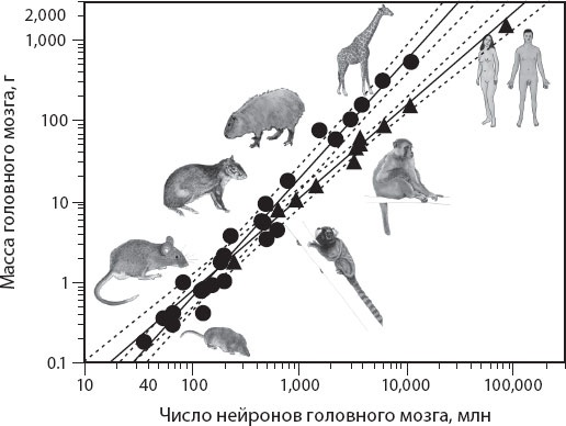 Иллюстрация к книге — Мозг. Такой ли он особенный? [_27.jpg]