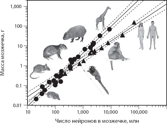 Иллюстрация к книге — Мозг. Такой ли он особенный? [_29.jpg]