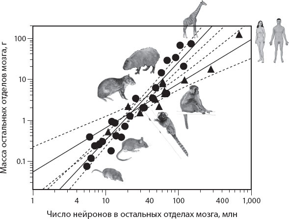 Иллюстрация к книге — Мозг. Такой ли он особенный? [_30.jpg]