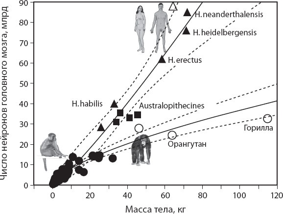 Иллюстрация к книге — Мозг. Такой ли он особенный? [_31.jpg]