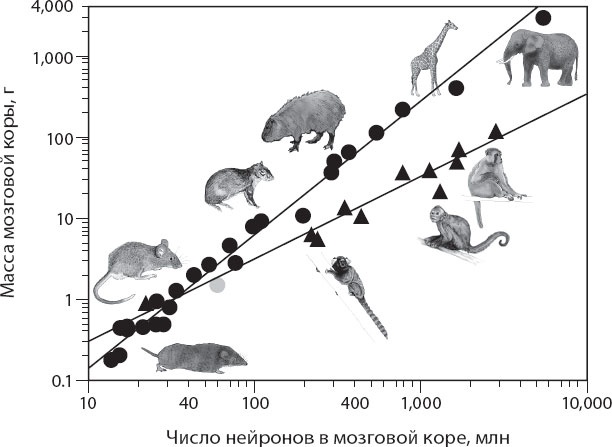 Иллюстрация к книге — Мозг. Такой ли он особенный? [_34.jpg]