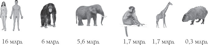 Иллюстрация к книге — Мозг. Такой ли он особенный? [_36.jpg]