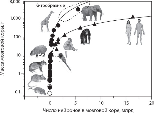 Иллюстрация к книге — Мозг. Такой ли он особенный? [_39.jpg]