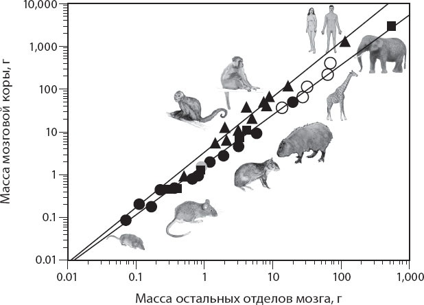 Иллюстрация к книге — Мозг. Такой ли он особенный? [_40.jpg]