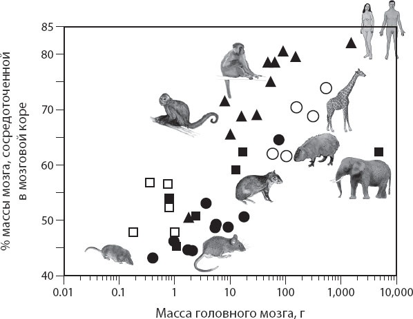 Иллюстрация к книге — Мозг. Такой ли он особенный? [_41.jpg]