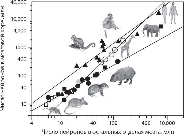 Иллюстрация к книге — Мозг. Такой ли он особенный? [_45.jpg]