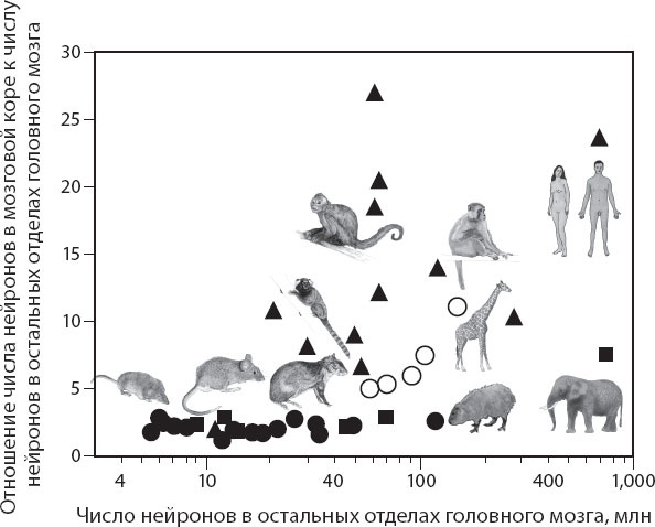 Иллюстрация к книге — Мозг. Такой ли он особенный? [_46.jpg]