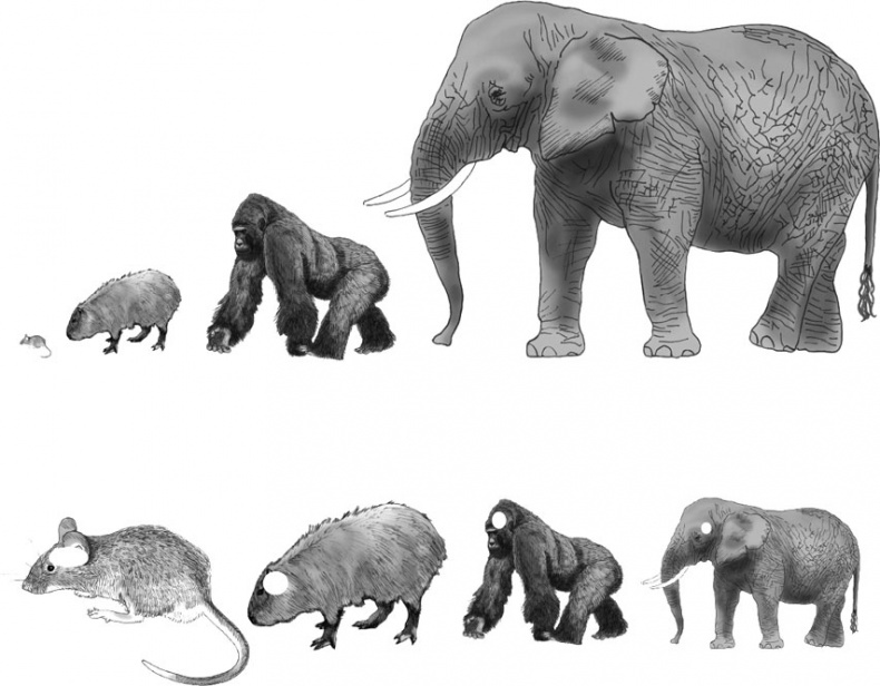 Иллюстрация к книге — Мозг. Такой ли он особенный? [_5.jpg]