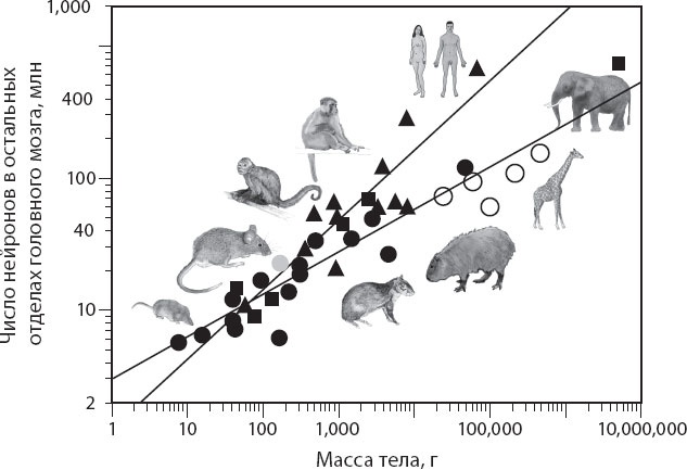 Иллюстрация к книге — Мозг. Такой ли он особенный? [_50.jpg]