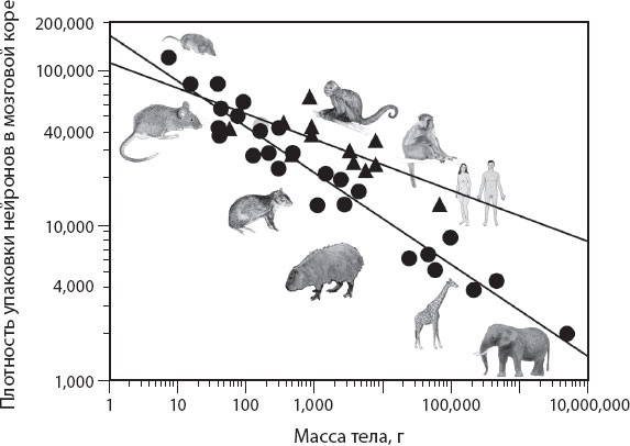 Иллюстрация к книге — Мозг. Такой ли он особенный? [_55.jpg]