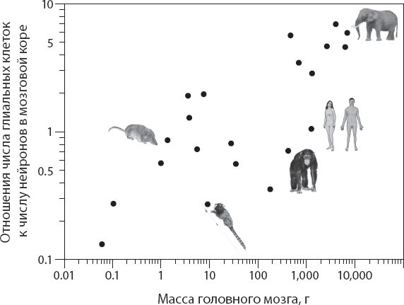 Иллюстрация к книге — Мозг. Такой ли он особенный? [_57.jpg]