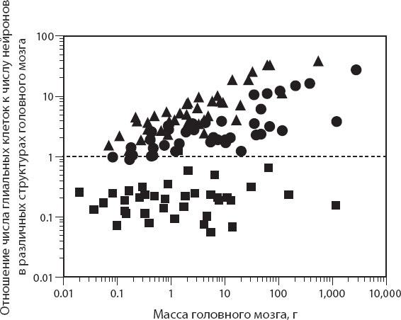 Иллюстрация к книге — Мозг. Такой ли он особенный? [_59.jpg]