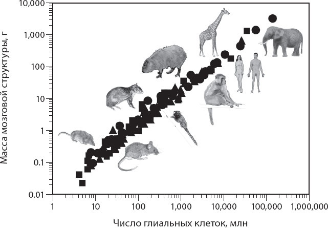 Иллюстрация к книге — Мозг. Такой ли он особенный? [_60.jpg]