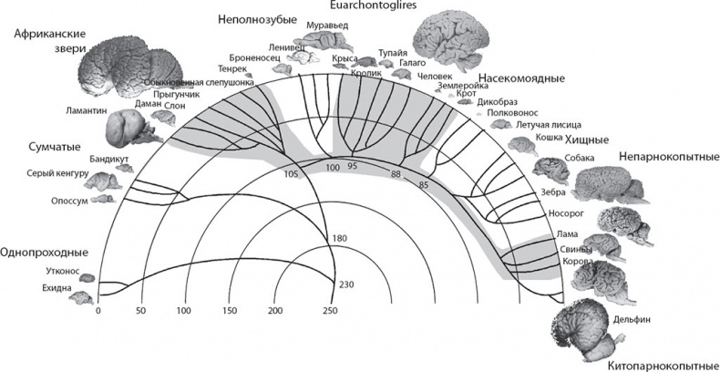 Иллюстрация к книге — Мозг. Такой ли он особенный? [_62.jpg]