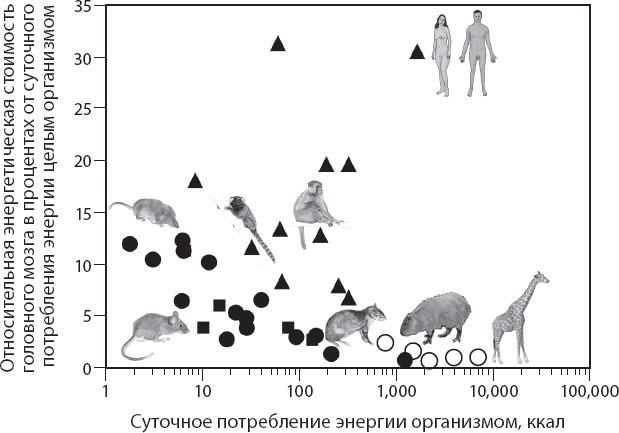 Иллюстрация к книге — Мозг. Такой ли он особенный? [_70.jpg]