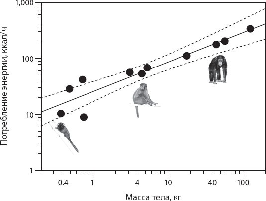 Иллюстрация к книге — Мозг. Такой ли он особенный? [_71.jpg]