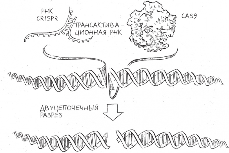 Иллюстрация к книге — Трещина в мироздании [i_012.jpg]