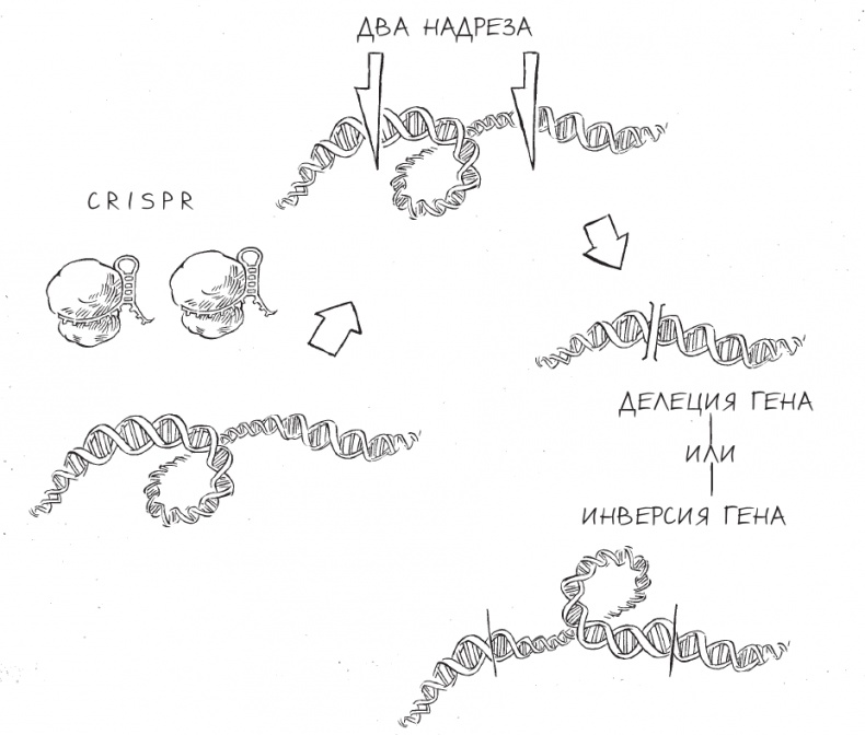 Иллюстрация к книге — Трещина в мироздании [i_018.jpg]
