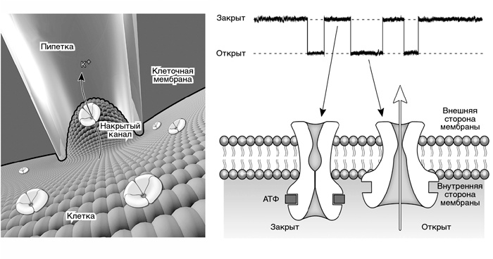Иллюстрация к книге — Искра жизни. Электричество в теле человека [i_006.jpg]