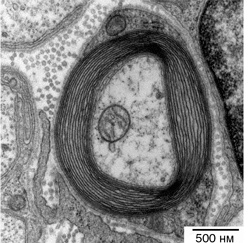 Иллюстрация к книге — Искра жизни. Электричество в теле человека [i_008.jpg]