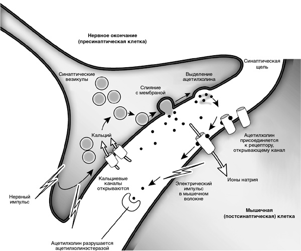 Иллюстрация к книге — Искра жизни. Электричество в теле человека [i_011.jpg]