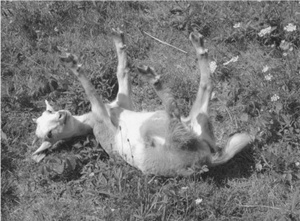 Иллюстрация к книге — Искра жизни. Электричество в теле человека [i_013.jpg]