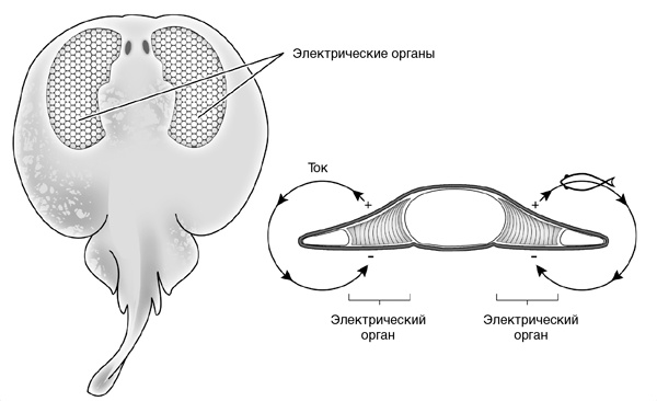 Иллюстрация к книге — Искра жизни. Электричество в теле человека [i_019.jpg]