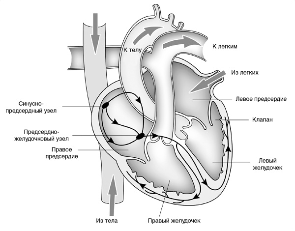 Иллюстрация к книге — Искра жизни. Электричество в теле человека [i_022.jpg]