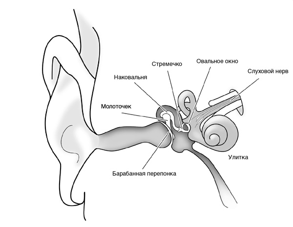 Иллюстрация к книге — Искра жизни. Электричество в теле человека [i_026.jpg]
