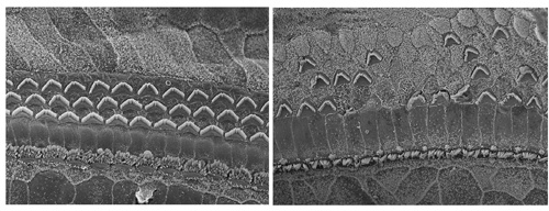 Иллюстрация к книге — Искра жизни. Электричество в теле человека [i_028.jpg]
