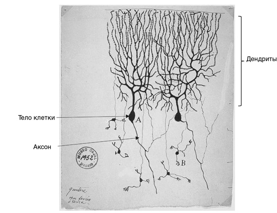 Иллюстрация к книге — Искра жизни. Электричество в теле человека [i_030.jpg]